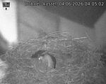 Capi_Dubne_20260604_040502.jpg
