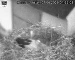 Capi_Dubne_20260604_042503.jpg