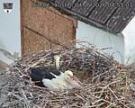 Capi_Dubne_20260604_045503.jpg