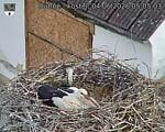 Capi_Dubne_20260604_050503.jpg