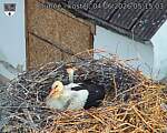 Capi_Dubne_20260604_051503.jpg