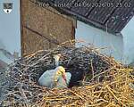 Capi_Dubne_20260604_052502.jpg