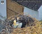 Capi_Dubne_20260604_053503.jpg