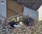 Capi_Dubne_20260604_061504.jpg