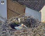 Capi_Dubne_20260604_062003.jpg