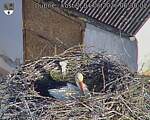 Capi_Dubne_20260604_063003.jpg
