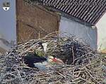Capi_Dubne_20260604_063502.jpg