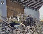 Capi_Dubne_20260604_064004.jpg