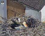 Capi_Dubne_20260604_064504.jpg