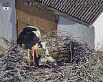 Capi_Dubne_20260604_065503.jpg