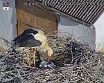 Capi_Dubne_20260604_070004.jpg