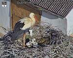 Capi_Dubne_20260604_071504.jpg
