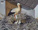 Capi_Dubne_20260604_072502.jpg