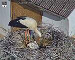 Capi_Dubne_20260604_073503.jpg