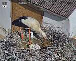 Capi_Dubne_20260604_074004.jpg