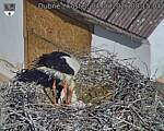Capi_Dubne_20260604_081504.jpg