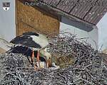 Capi_Dubne_20260604_082503.jpg