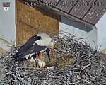 Capi_Dubne_20260604_083002.jpg