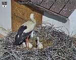 Capi_Dubne_20260604_085502.jpg