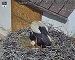 Capi_Dubne_20260604_092003.jpg