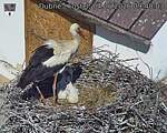 Capi_Dubne_20260604_094003.jpg