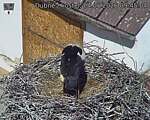 Capi_Dubne_20260604_094504.jpg