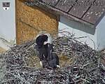 Capi_Dubne_20260604_103504.jpg