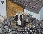 Capi_Dubne_20260604_104002.jpg