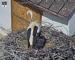 Capi_Dubne_20260604_110002.jpg