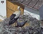 Capi_Dubne_20260604_115503.jpg