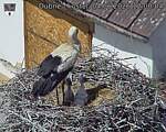 Capi_Dubne_20260604_120004.jpg