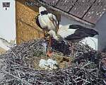 Capi_Dubne_20260604_121003.jpg