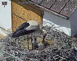 Capi_Dubne_20260604_124003.jpg