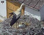 Capi_Dubne_20260604_125003.jpg