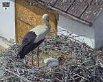 Capi_Dubne_20260604_130003.jpg