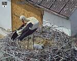 Capi_Dubne_20260604_130503.jpg
