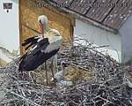 Capi_Dubne_20260604_131003.jpg