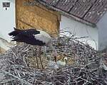 Capi_Dubne_20260604_131503.jpg