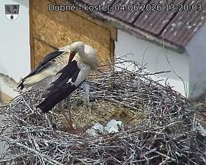 Capi_Dubne_20260604_132003.jpg (1350&nbsp;x&nbsp;1080)