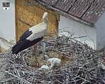 Capi_Dubne_20260604_132504.jpg