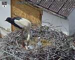Capi_Dubne_20260604_135003.jpg