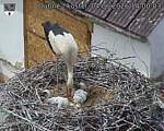 Capi_Dubne_20260604_140003.jpg