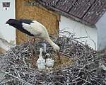 Capi_Dubne_20260604_141503.jpg