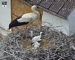 Capi_Dubne_20260604_142004.jpg