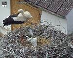 Capi_Dubne_20260604_142502.jpg
