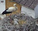 Capi_Dubne_20260604_143003.jpg