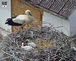 Capi_Dubne_20260604_143503.jpg