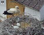 Capi_Dubne_20260604_144003.jpg