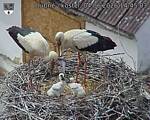 Capi_Dubne_20260604_144503.jpg