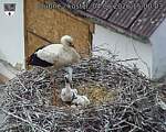 Capi_Dubne_20260604_150003.jpg